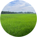 Norsyuhada' Nor Lisman